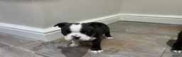 Boston Terrier dogs for sale: Stunning Boston terrier puppies - Advert 3