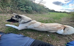 Akita dogs for stud: KUSH  - Image 3