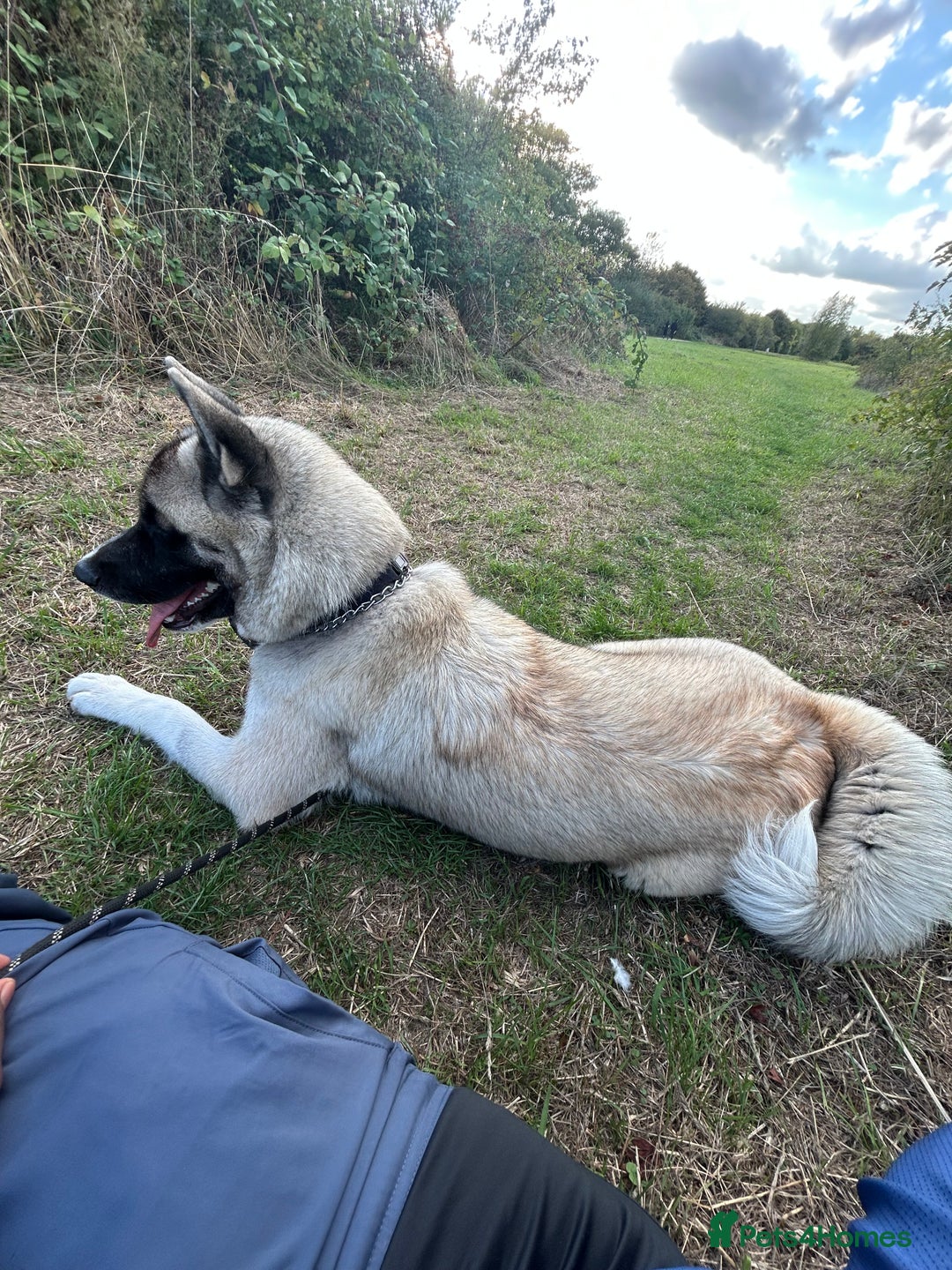 Akita dogs for stud: KUSH  - Image 3