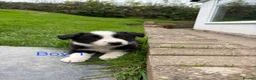 Border Collie dogs for sale: Border Collie Puppies for sale  - Advert 4