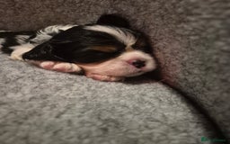 Cavalier King Charles Spaniel dogs for sale: Cavalier Puppies (Health tested perants) - Image 7