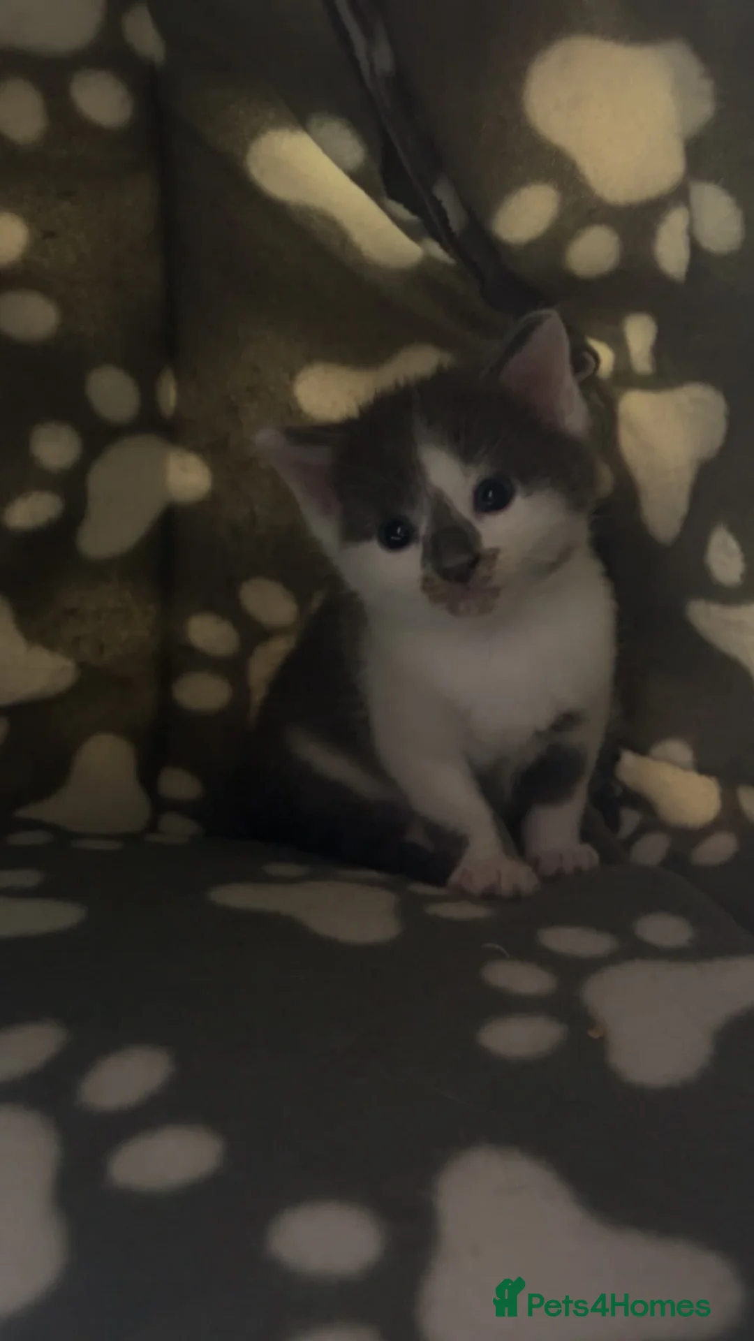 Mixed Breed cats for sale: Kittens for sale  in Bathgate - Advert 2