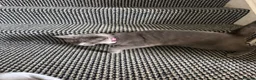 Mixed Breed cats for sale: Female grey mixed-breed cat  - Advert 4
