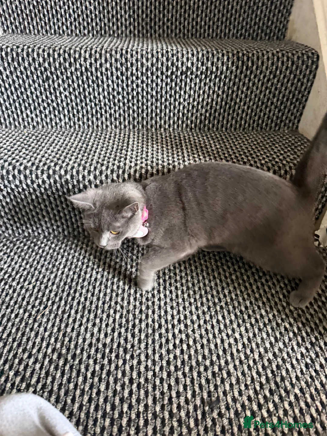 Mixed Breed cats for sale: Female grey mixed-breed cat  - Advert 4