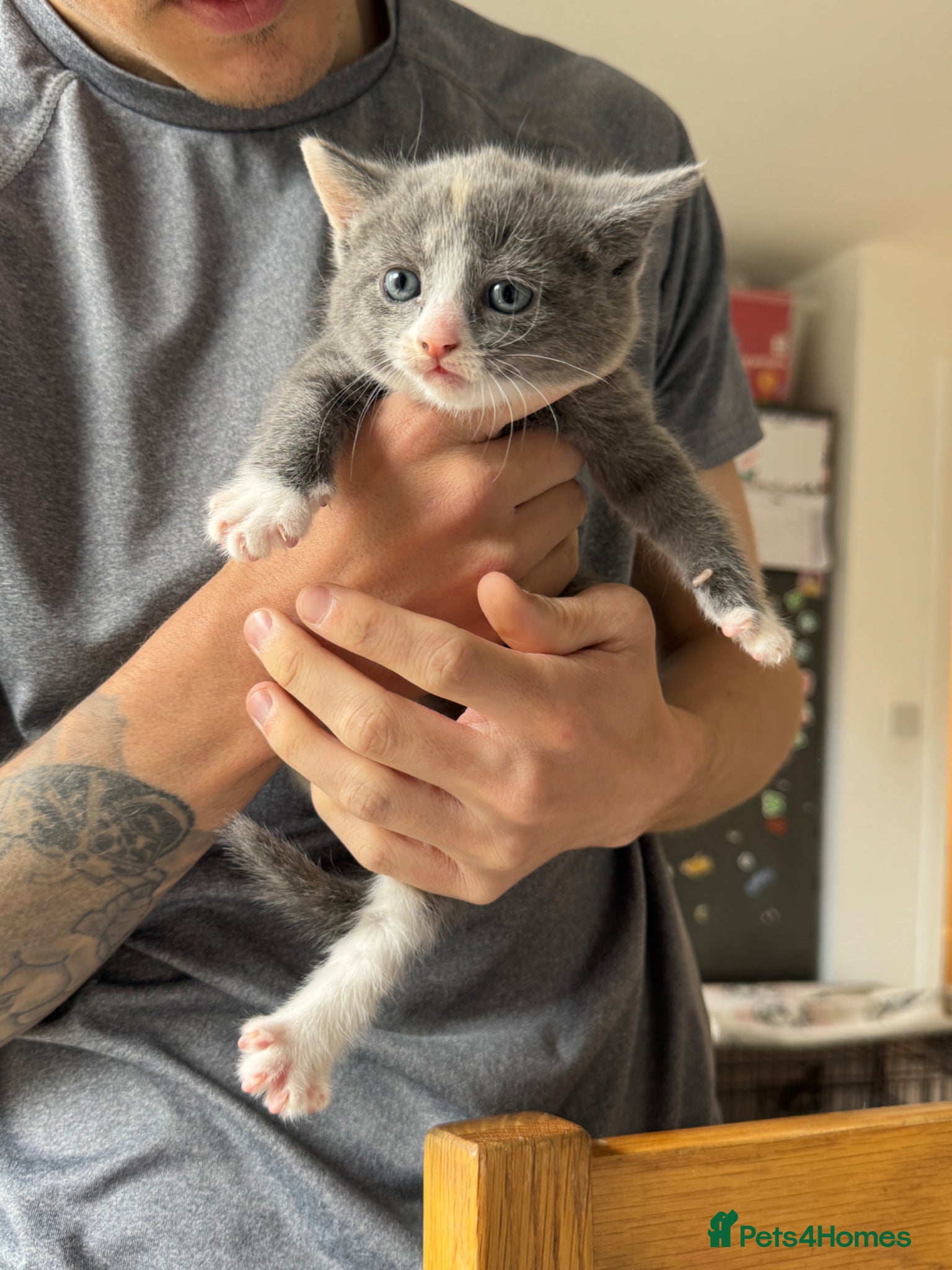 Mixed Breed cats for sale: Female 8 week old kitten  - Advert 5