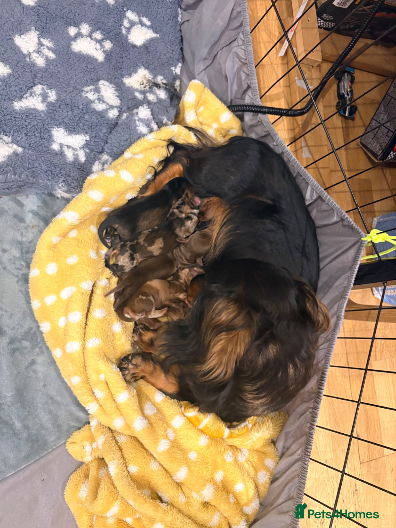 Miniature Dachshund dogs for sale: Beautiful Miniature Dachshund Puppies 🩵🩷🩷🩷 - Advert 2
