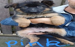 German Shepherd dogs for sale: Long-haired, chubby German Sheperd puppies! - Image 4