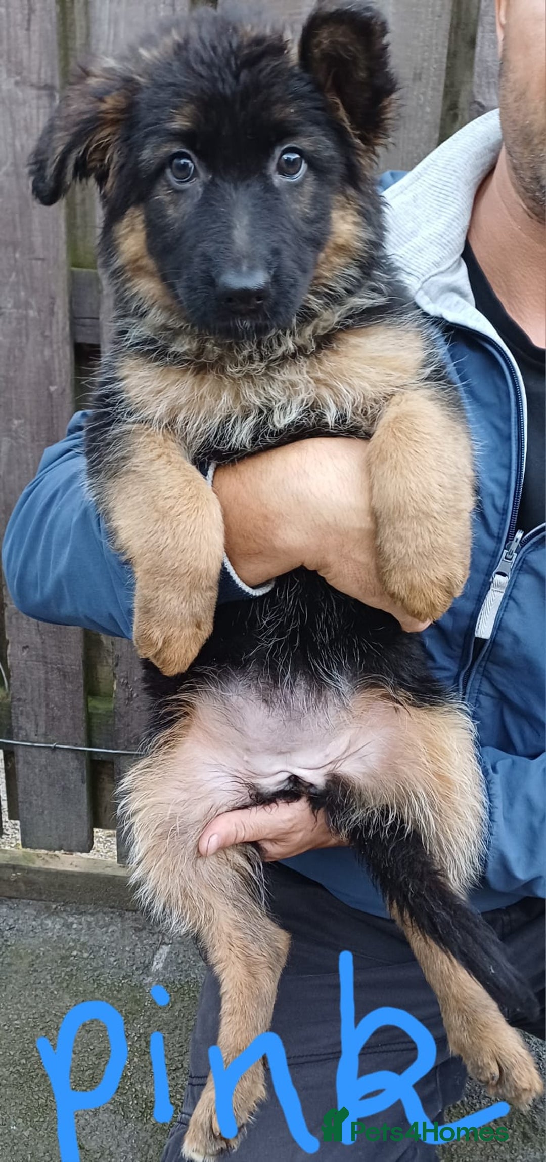 German Shepherd dogs for sale: Long-haired, chubby German Sheperd puppies! - Image 4