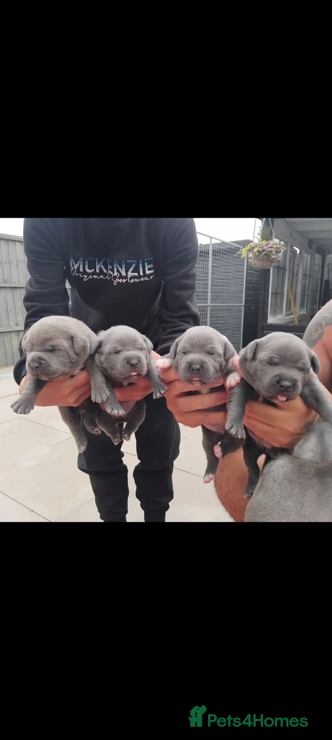 Staffordshire Bull Terrier dogs for sale: Blue staffordhsire bull terrier pup short legs  in Droitwich - Advert 6