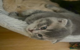 Mixed Breed cats for sale: Adorable Scottish Fold Kittens for sale - Image 5