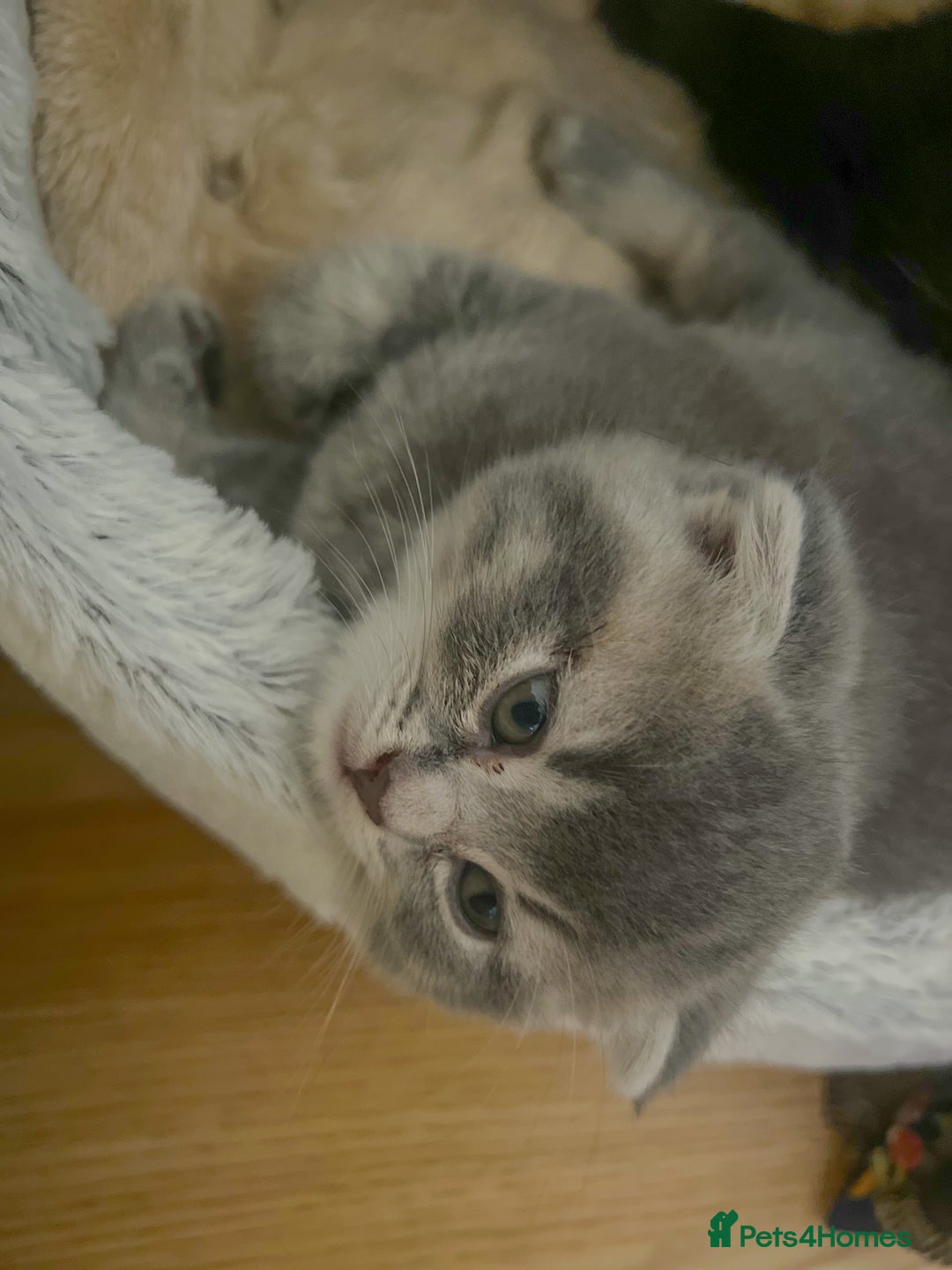 Mixed Breed cats for sale: Adorable Scottish Fold Kittens for sale - Image 5
