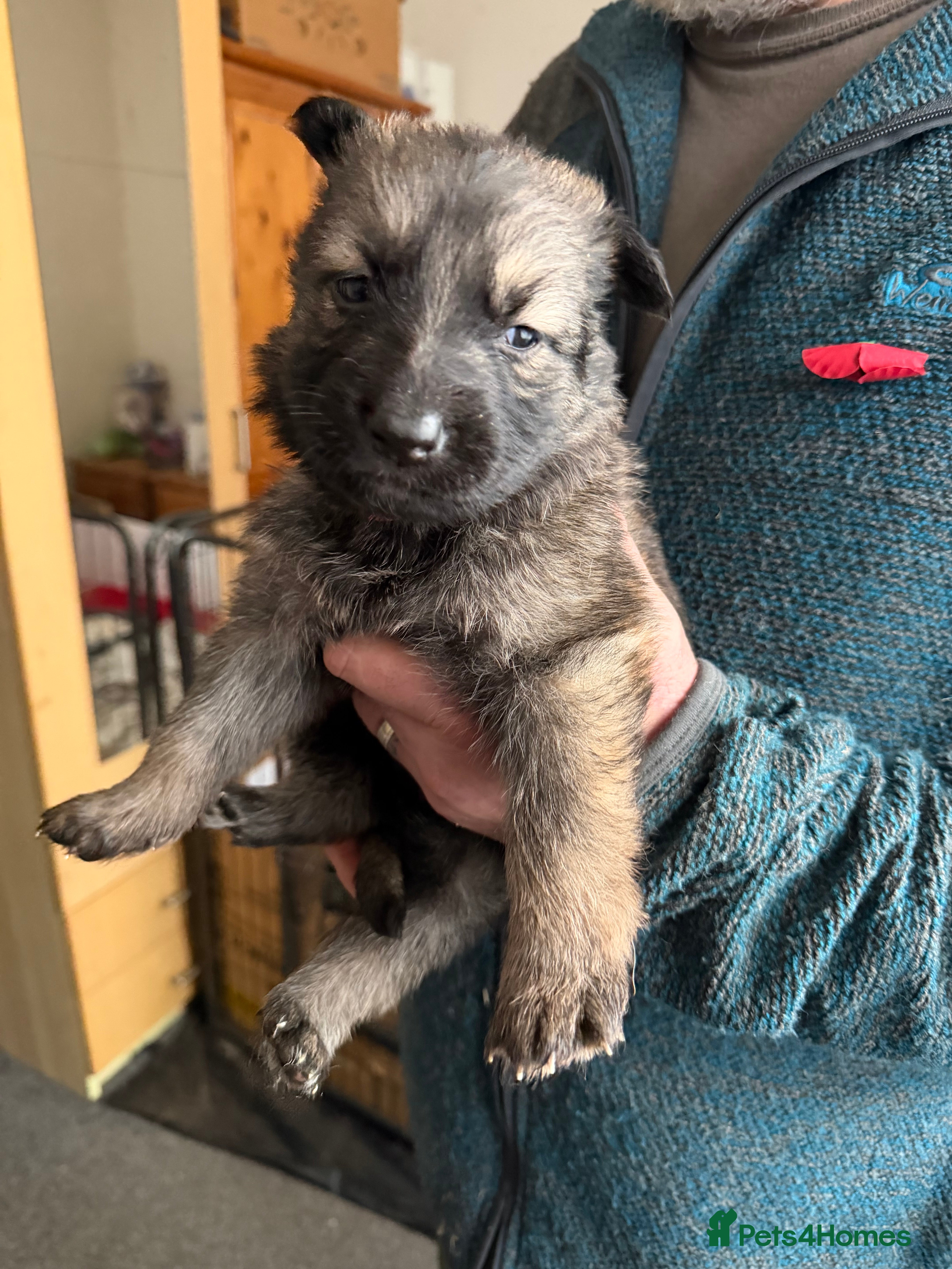 German Shepherd dogs Last boy chunky German Shepherd - Advert 9