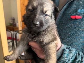 German Shepherd dogs Last boy chunky German Shepherd - Advert 9