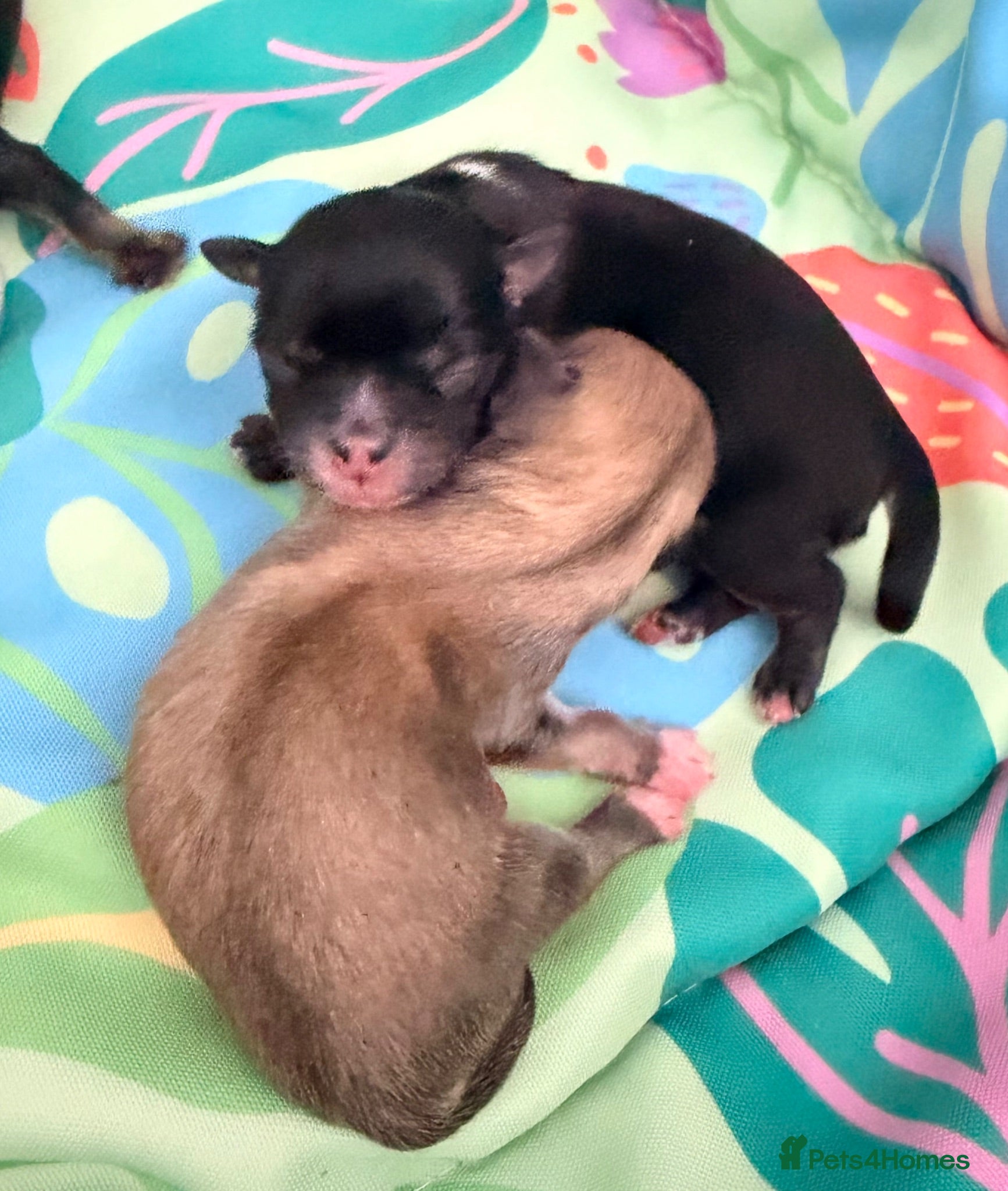 Mixed Breed dogs Malchi puppies - Advert 2