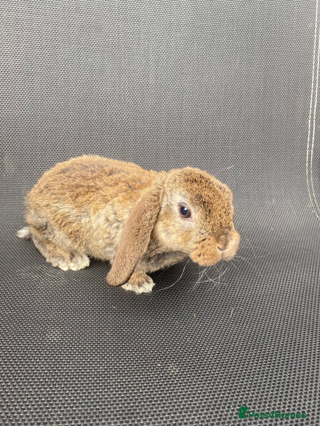 French Lop rabbits for sale: Baby lops  - Image 23