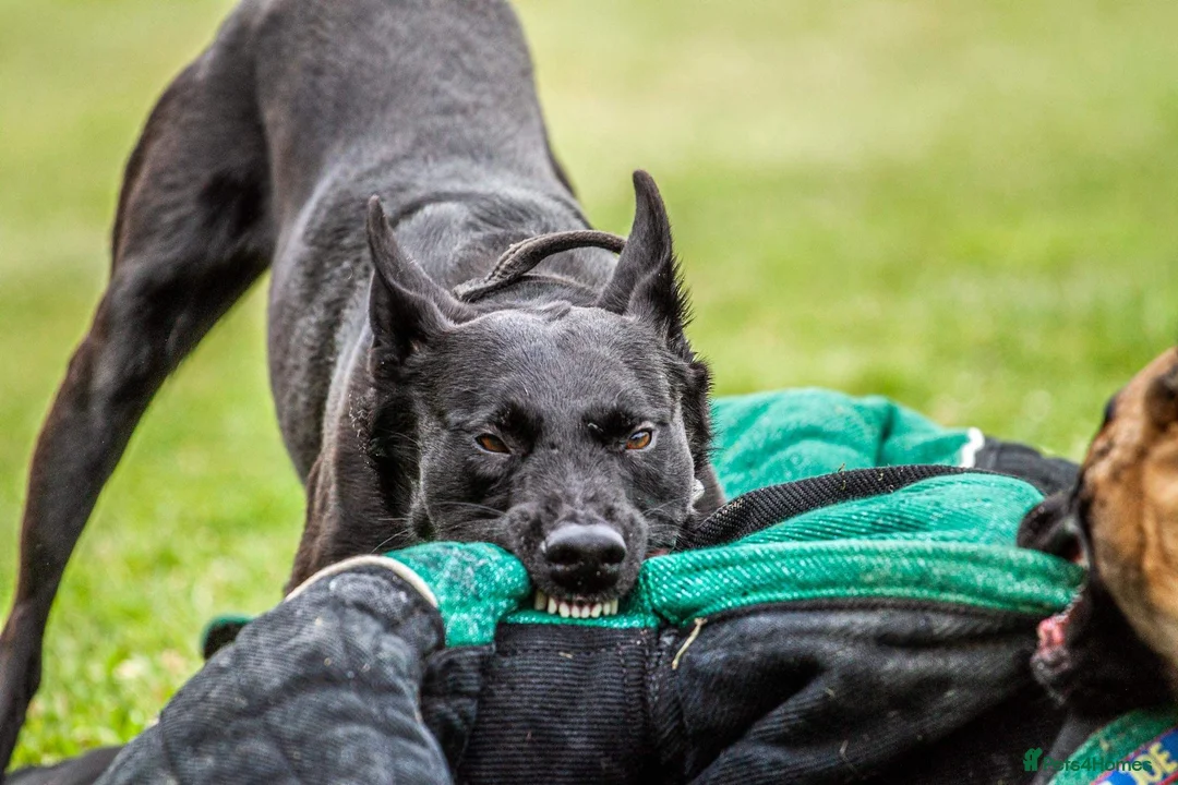 Belgian Shepherd Dog dogs for stud: Working Line Malinois - FULLY HEALTH TESTED - Advert 2