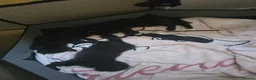 Mixed Breed cats for sale: 3 Beautiful Black Kittens Ready Now - Advert 2