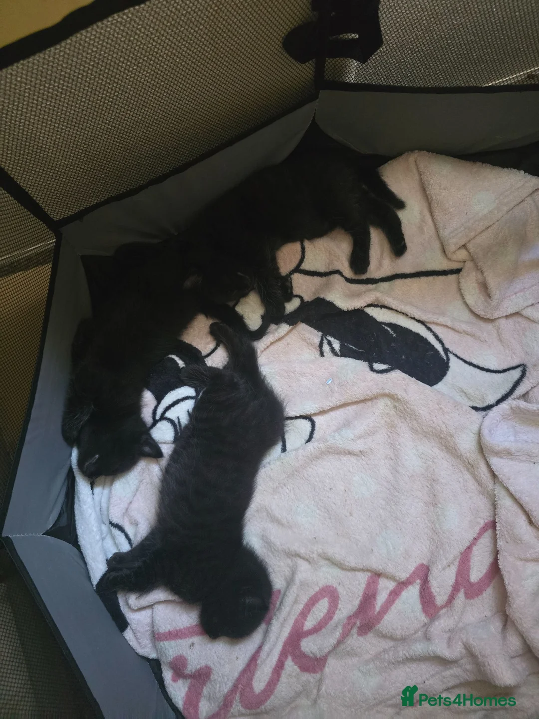 Mixed Breed cats for sale: 3 Beautiful Black Kittens Ready Now - Advert 2