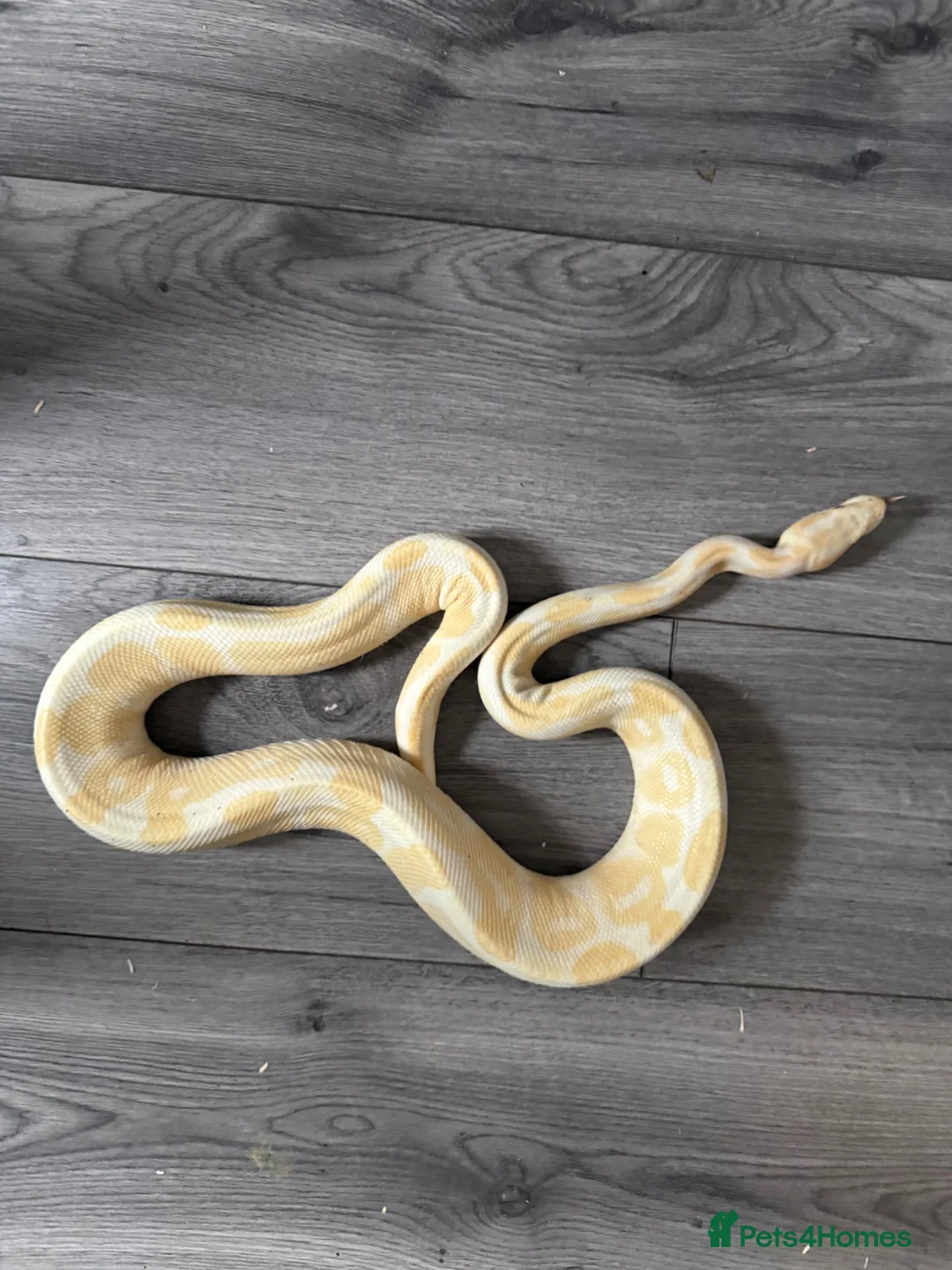 Python Snake reptiles for sale: Ball pythons various - Advert 2
