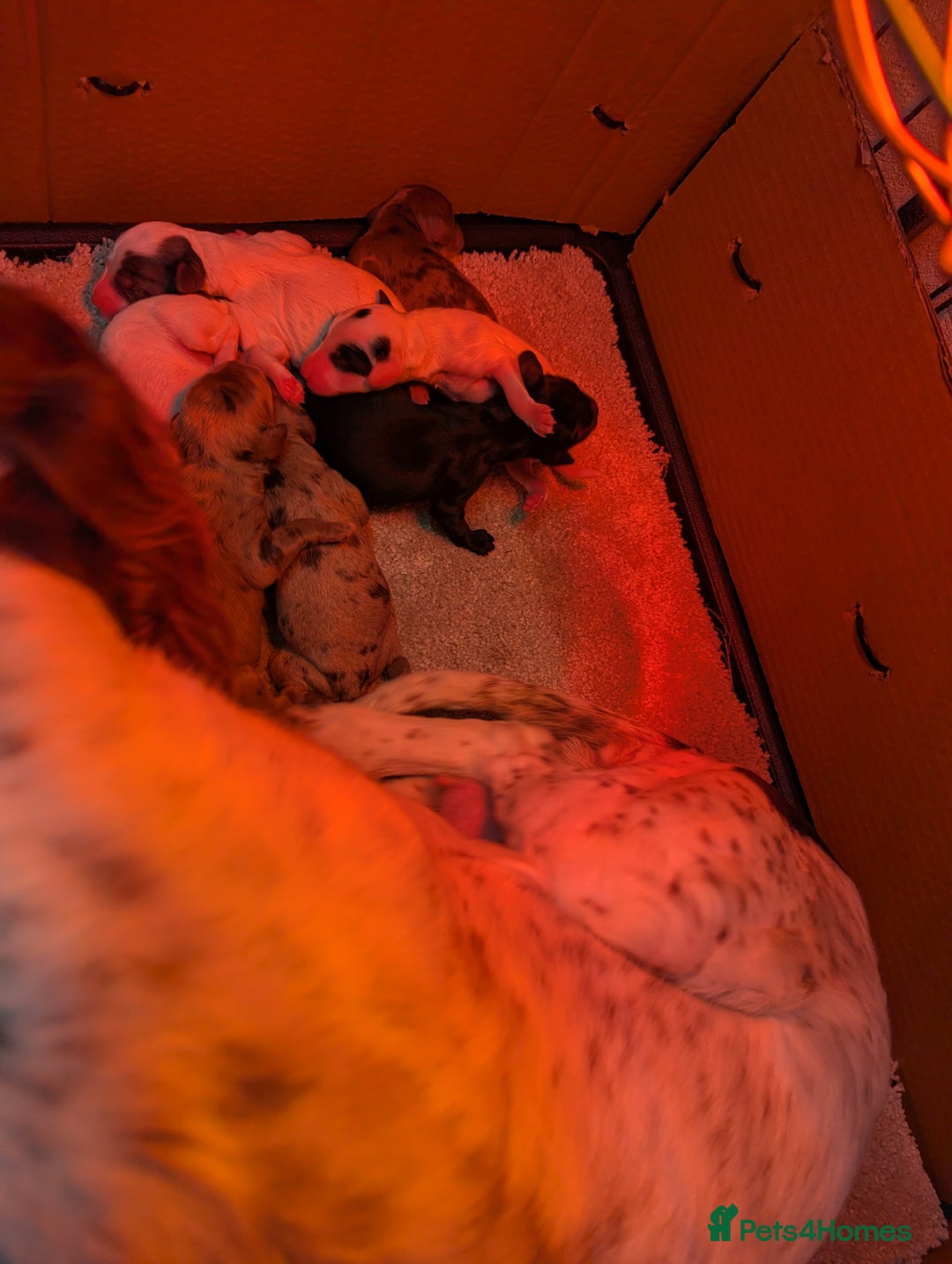 Cockapoo dogs for sale: Stunning Cockapoo Puppies Fully DNA health tested - Advert 17