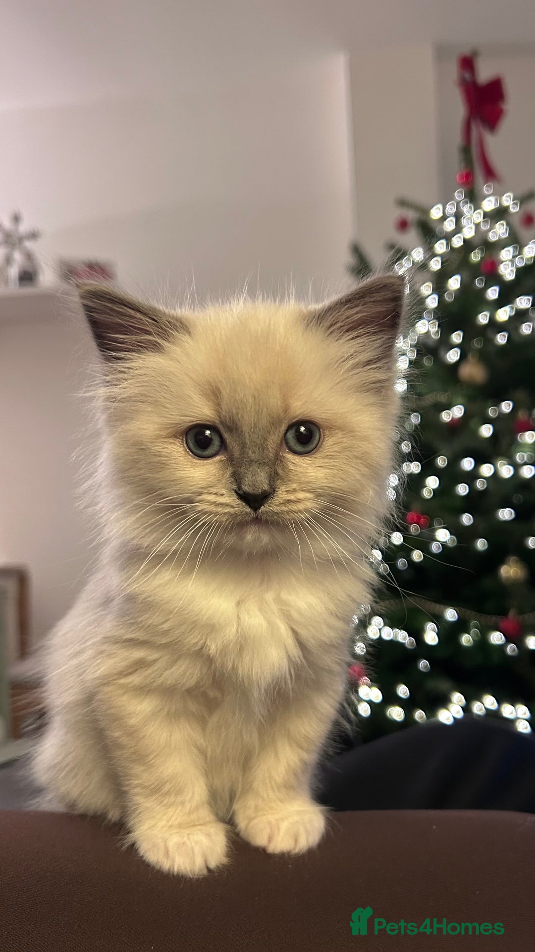 Ragdoll cats for sale: Gorgeous blue/mink ragdoll kittens 🐱💕✨  - Advert 10