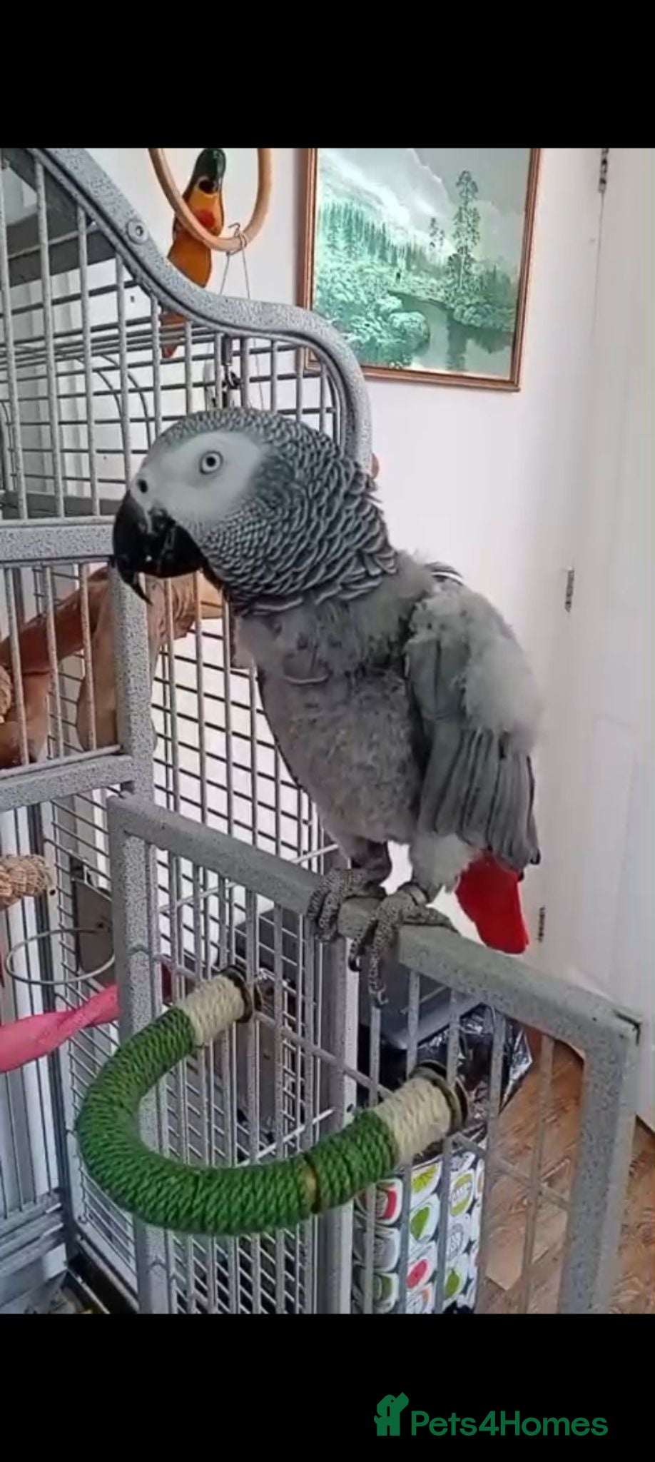 Budgerigars birds African grey parrot and cage - Advert 18