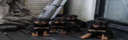 Rottweiler dogs for sale: Chunky German Rottweilers pups  - Advert 16