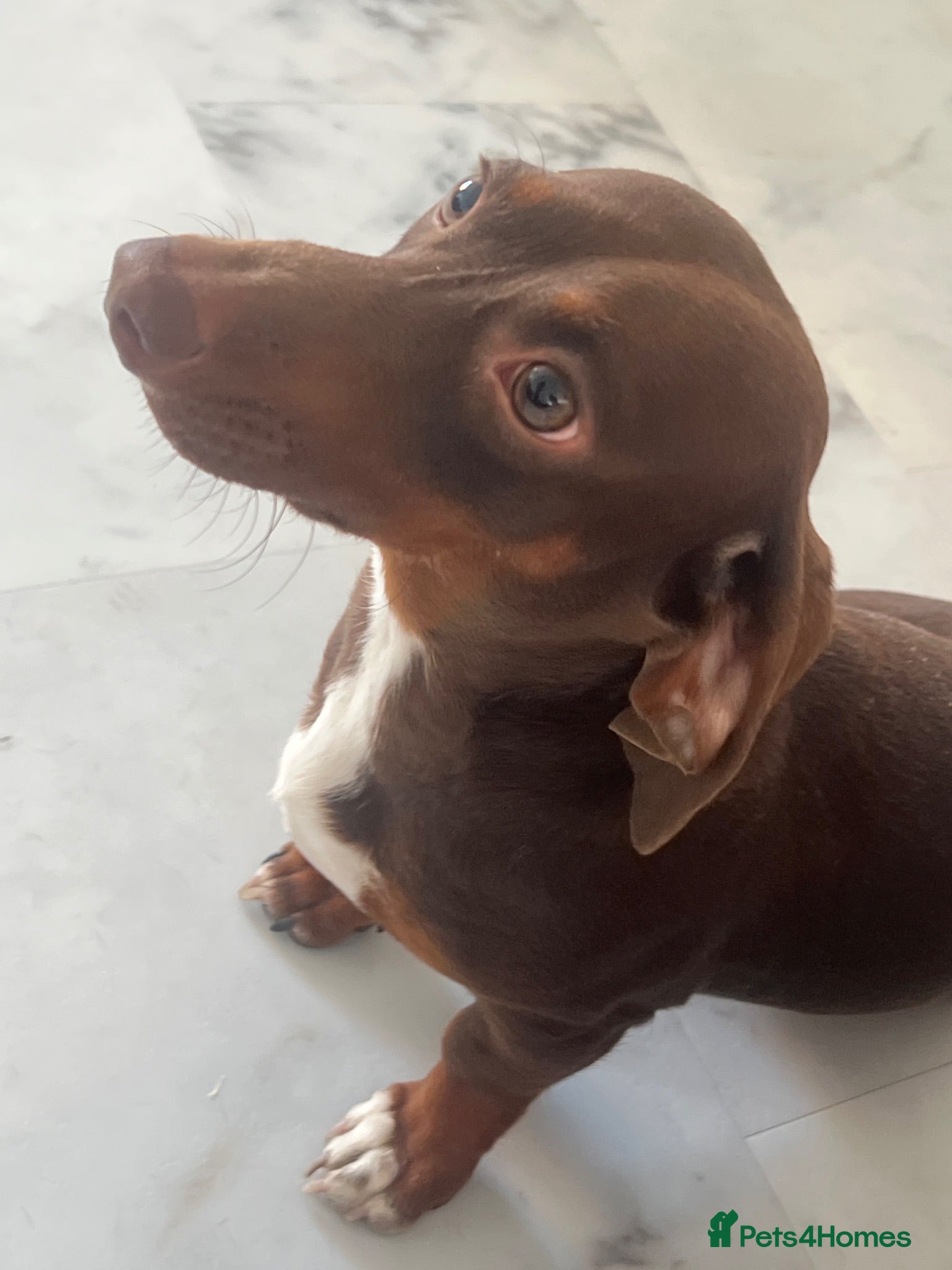 Miniature Dachshund dogs Marley - miniature dachshund  - Advert 6