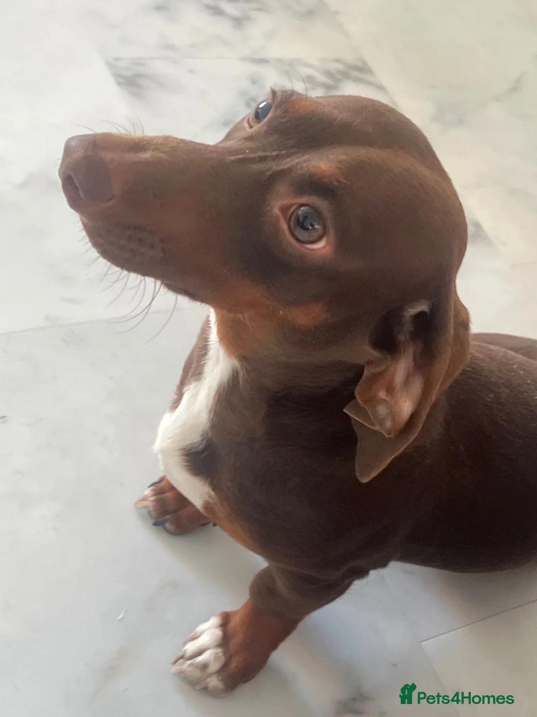 Miniature Dachshund dogs for sale: Marley - miniature dachshund  in Bedford - Advert 1