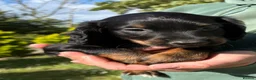 Cocker Spaniel dogs for sale: Beautiful Cocker Spaniel Puppies  in Helston - Advert 19