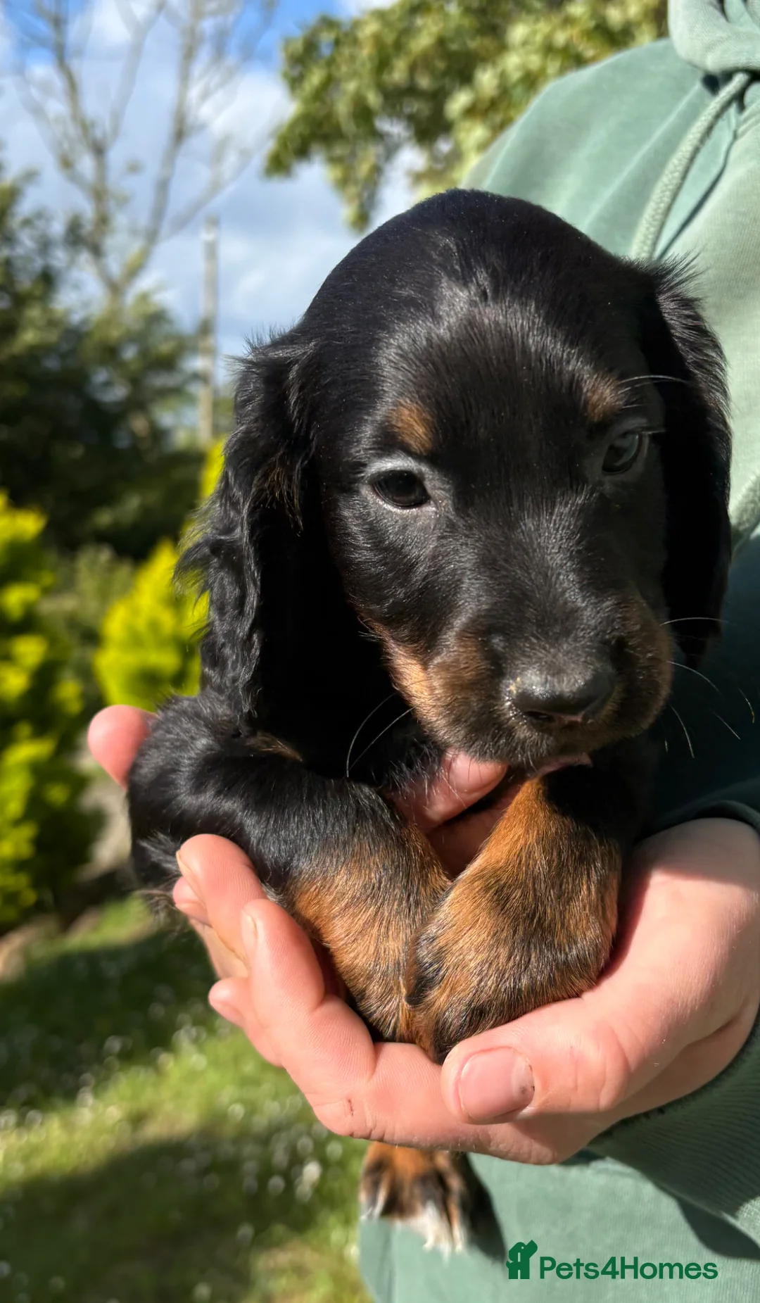 Cocker Spaniel dogs for sale: Beautiful Cocker Spaniel Puppies  in Helston - Advert 19