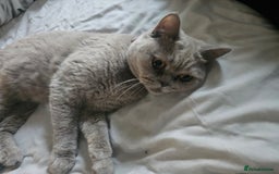 British Shorthair cats for sale: Lilac British Shorthair  - Image 3