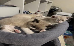 Mixed Breed cats for sale: Beautiful mix breed kittens - Image 13