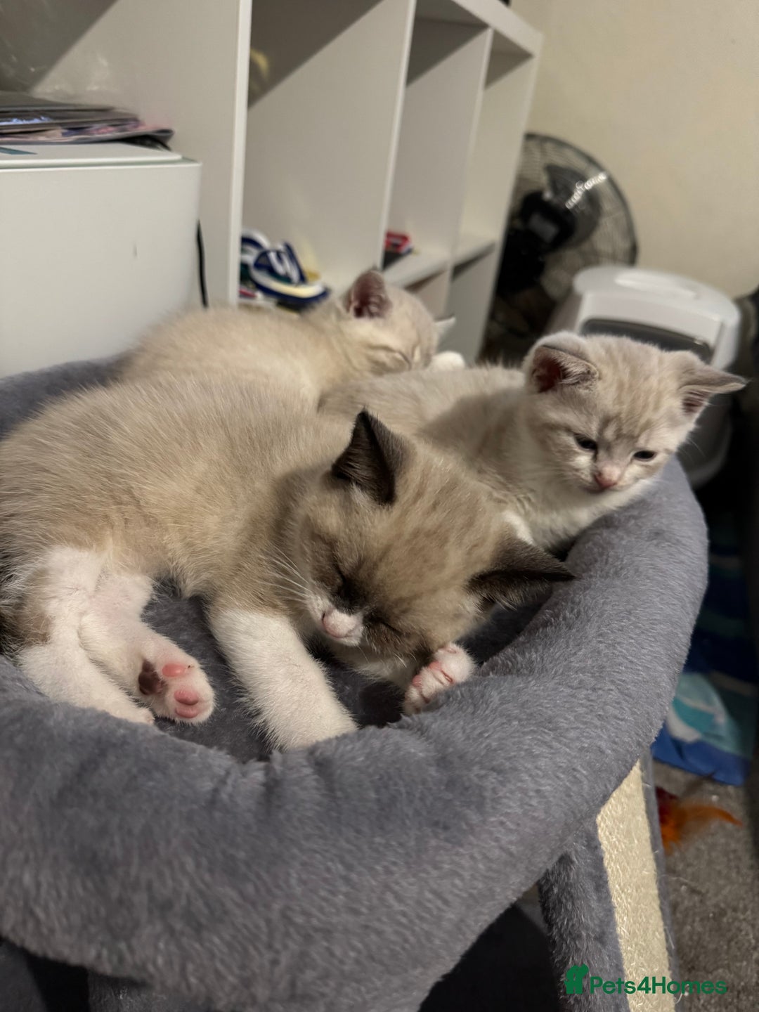 Mixed Breed cats for sale: Beautiful mix breed kittens - Image 13