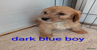 Cockapoo dogs - Advert 7