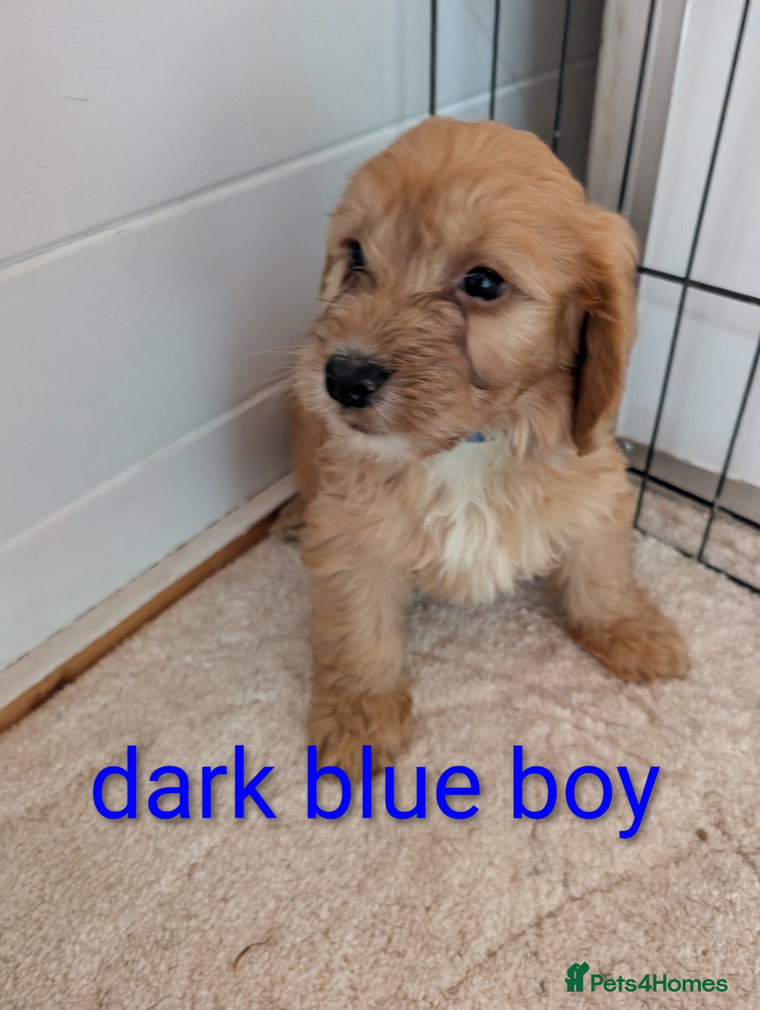 Cockapoo dogs for sale: Stunning f1 Cockapoo puppy's  - Image 4