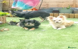 Chihuahua dogs for sale: Female Long Haired chihuahuas  - Image 3