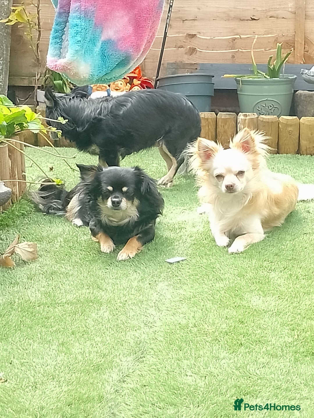 Chihuahua dogs for sale: Female Long Haired chihuahuas  - Image 3