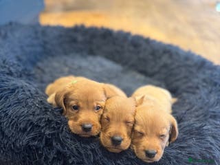 Mixed Breed poultry 🐶 KC Registered Fox Red Labrador Puppies 🐶 - Advert 5