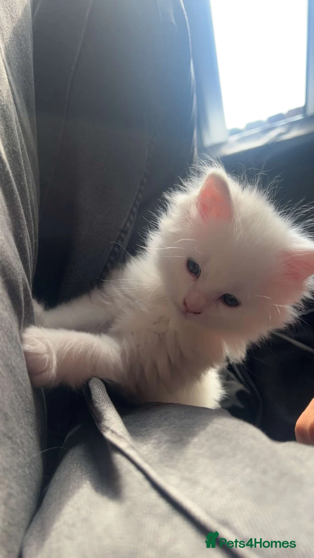 Maine Coon cats for sale: Maine coon kittens  - Advert 13