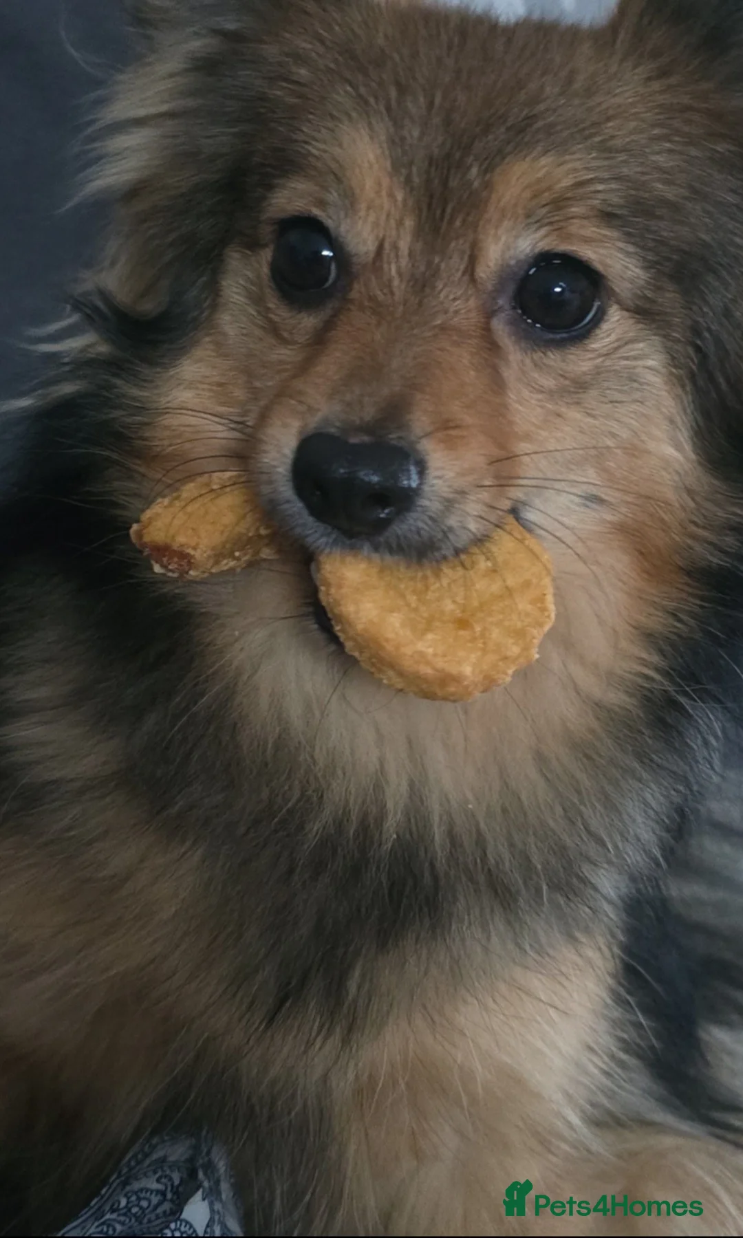 Mixed Breed dogs for sale: Pomeranian in Manchester - Advert 3