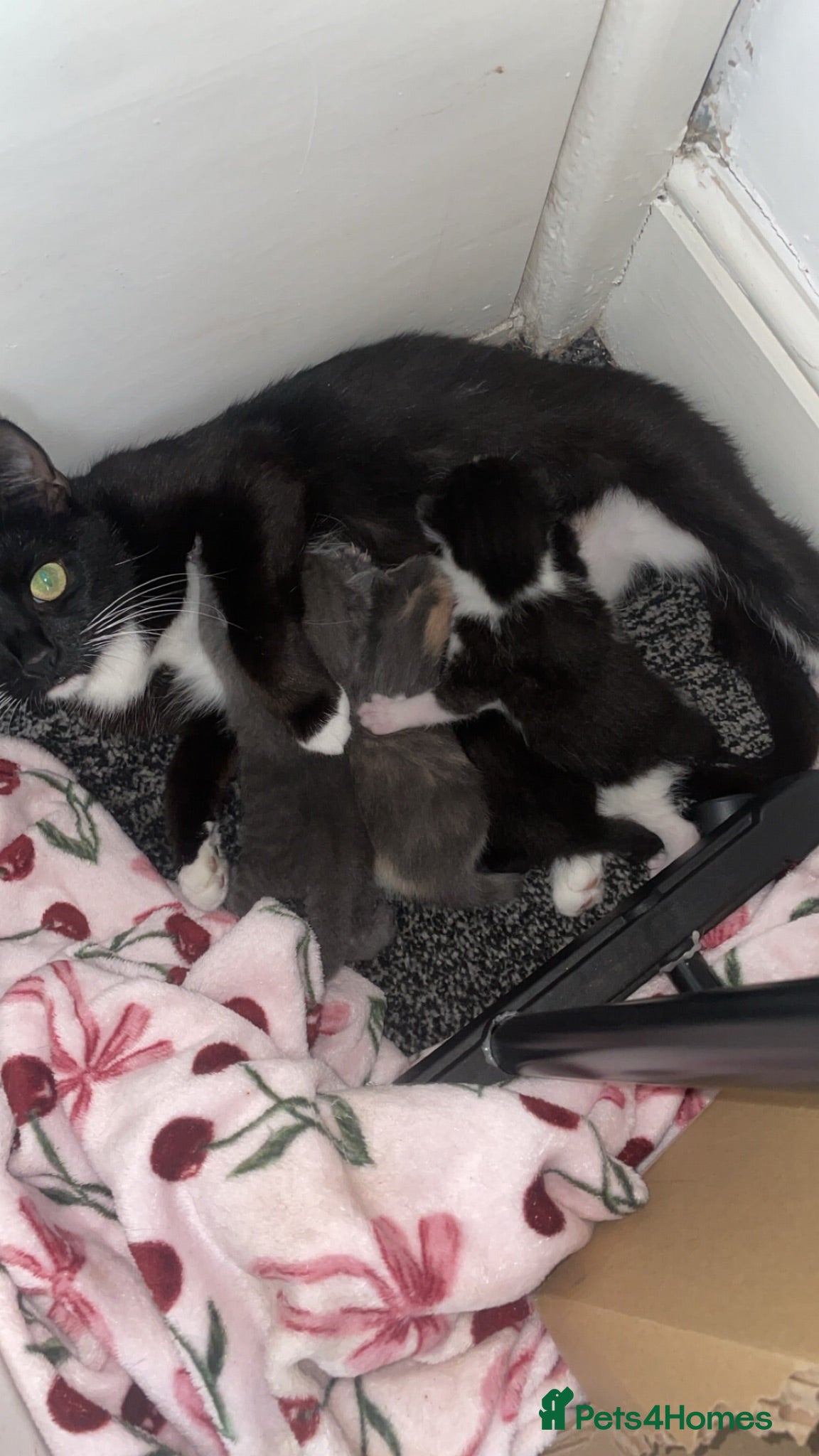 Mixed Breed cats 2 female kittens looking for forever homes - Advert 9