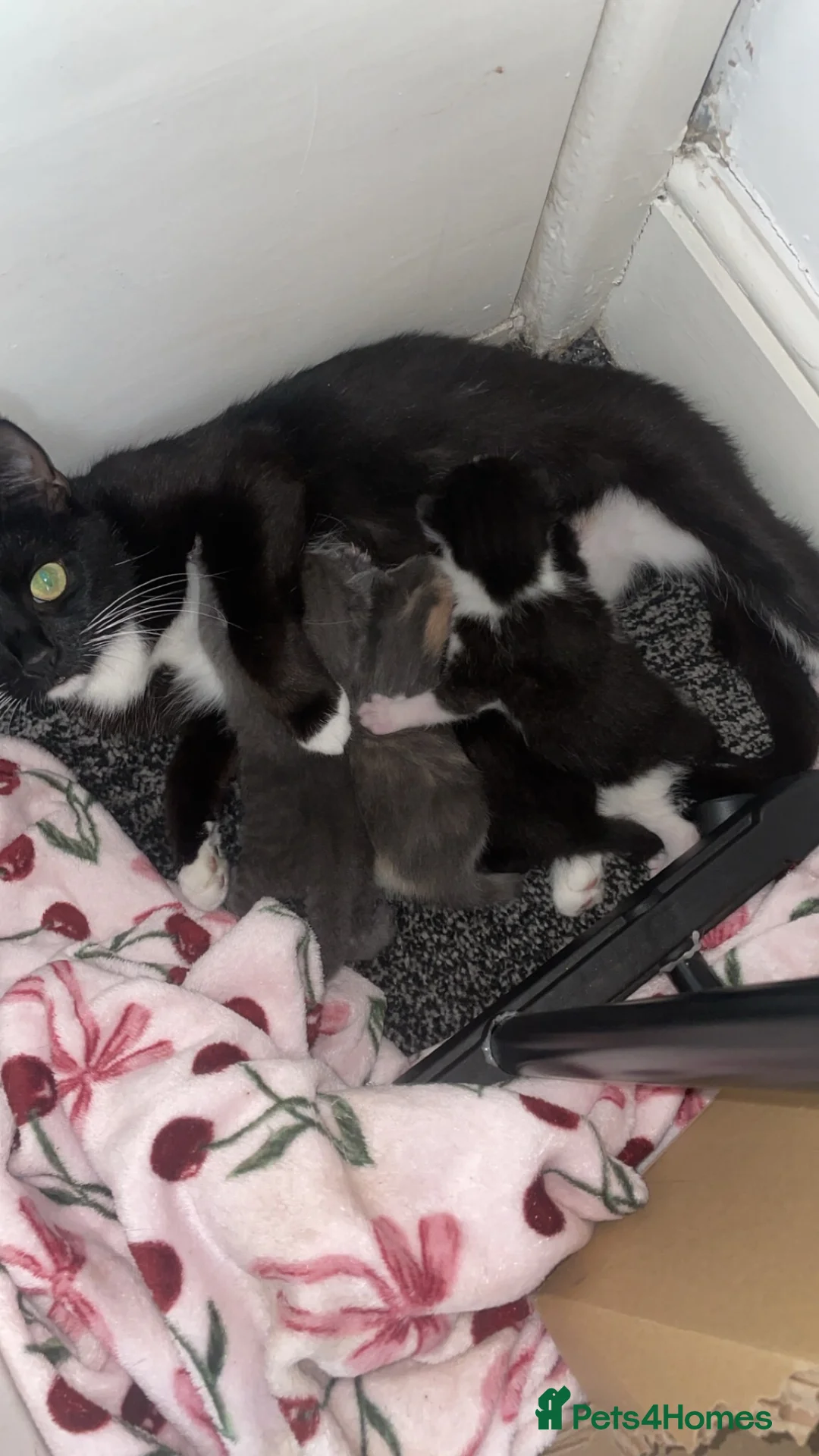 Mixed Breed cats for sale: 2 female kittens looking for forever homes in Swansea - Advert 1