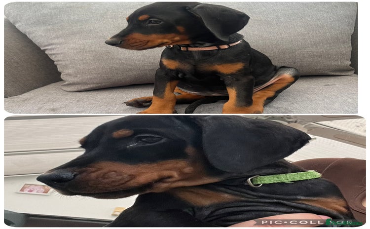 Dobermann dogs Ready now:KC reg’d vaccinated European Dobermans  - Advert 4