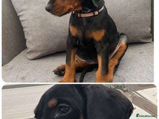 Dobermann dogs Ready now:KC reg’d vaccinated European Dobermans - Advert 4