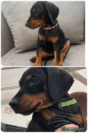 Dobermann dogs Ready now:KC reg’d vaccinated European Dobermans - Advert 2