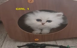 Persian cats for sale: 2 girls left!Ready now! Persian Chinchilla kittens - Image 5