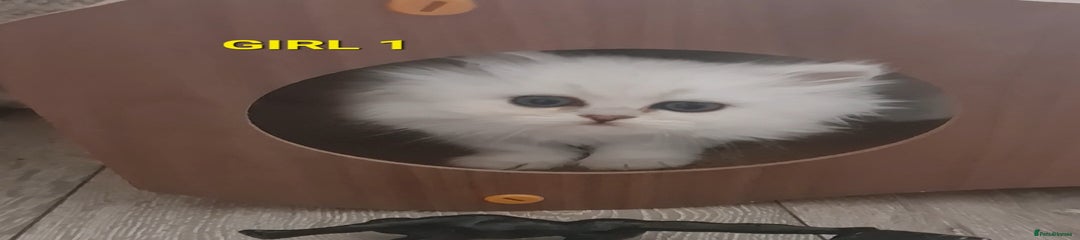 Persian Kitten 2