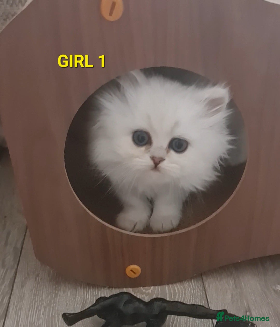 Persian cats for sale: 2 girls left!Ready now! Persian Chinchilla kittens - Image 5