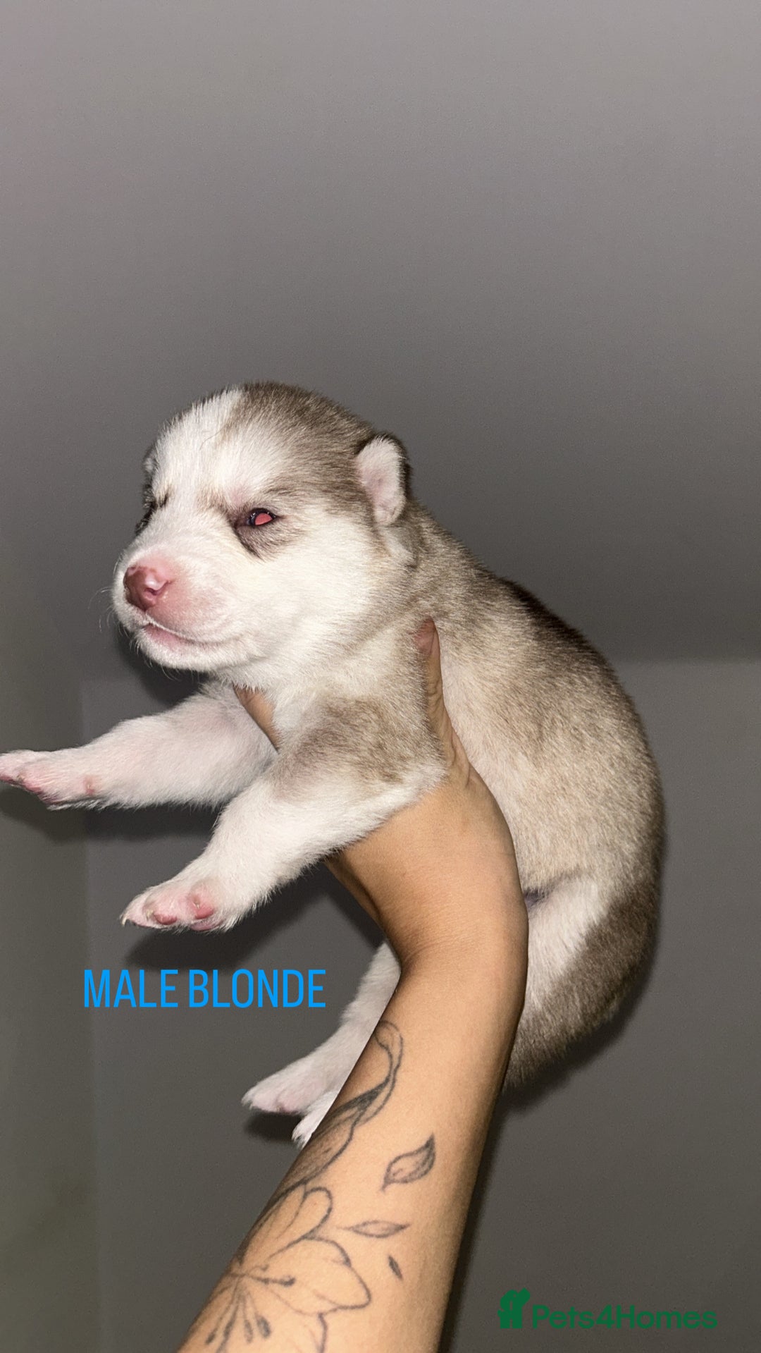 Siberian Husky dogs for sale: STUNNING PURE SIBERIAN HUSKY PUPPIES  - Advert 2